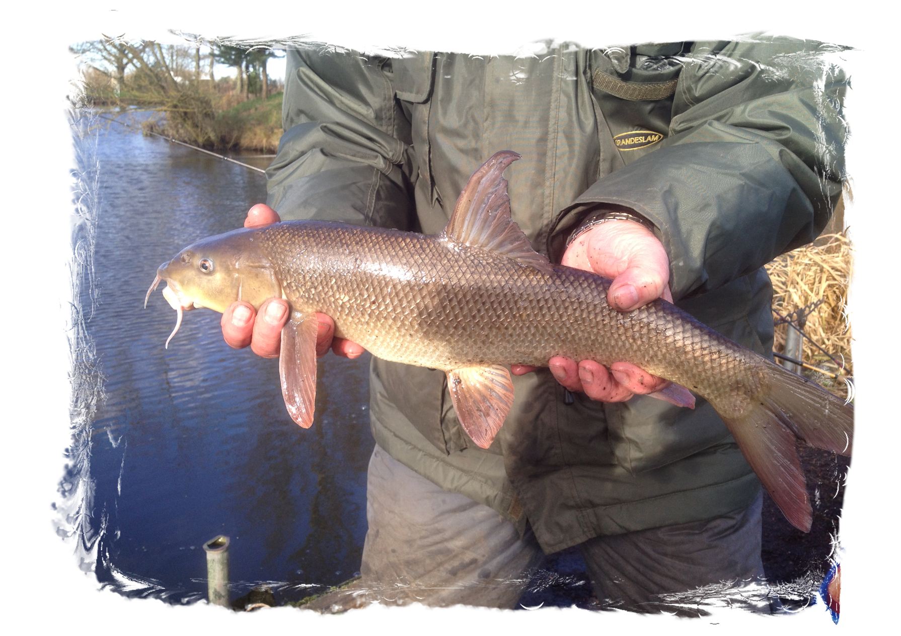 Barbel Fishing at Tetley Angling